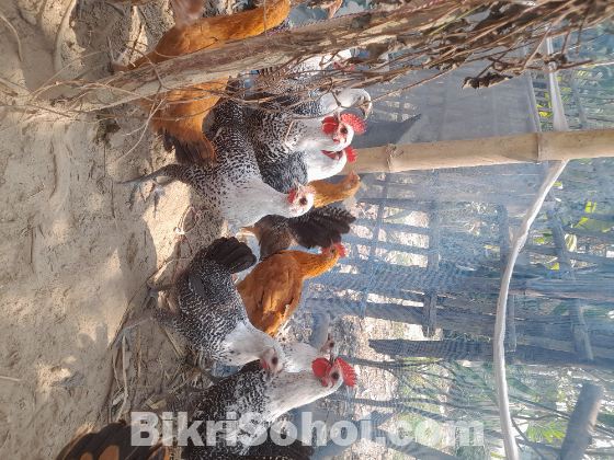 মিশরীয় ফাওমি মুরগী